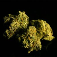 Sour-Grape-bud-gallery