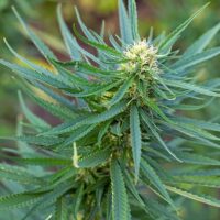 Sour-Grape-cannabis-plant-feature