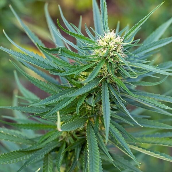 Sour Grape Seeds