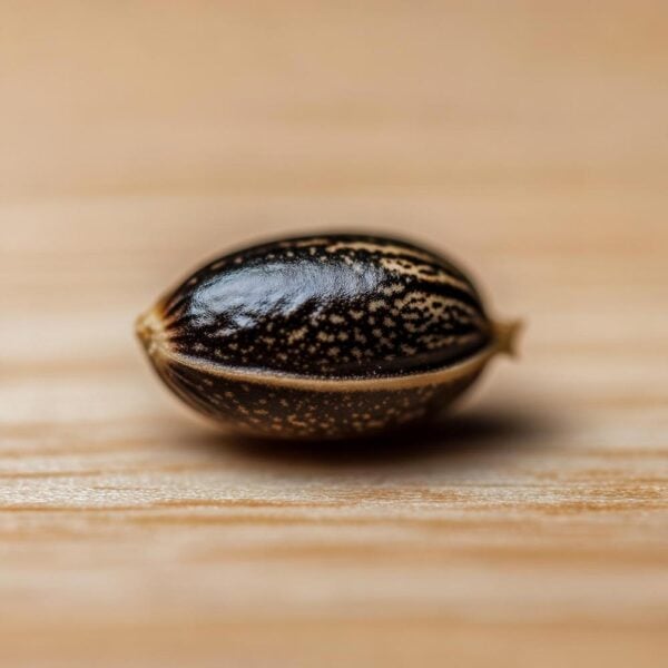 Hover image for Sour Grape Seeds