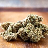 Sour-Og-bud-gallery