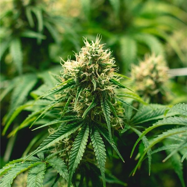 Sour OG Seeds
