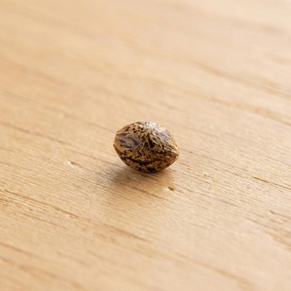 Hover image for Sour OG Seeds