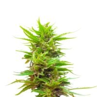Strawberry Kush Product Image