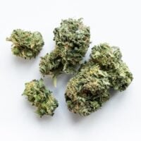 Sugar-Cookie-bud-gallery
