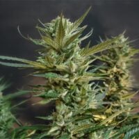 Sugar-Cookie-cannabis-plant-feature