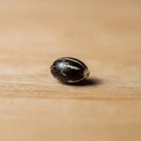 Sugar-Cookie-seed-closeup
