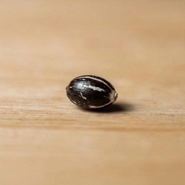 Hover image for Sugar Cookie Seeds