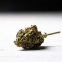 Sunset-Runtz-bud-gallery