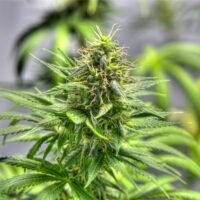 Sunset-Runtz-cannabis-plant-feature