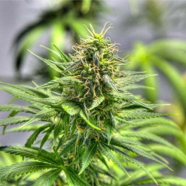 Sunset Runtz Seeds