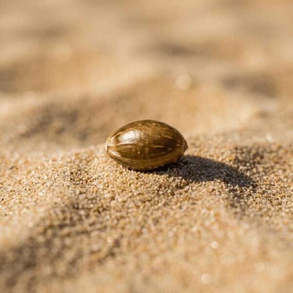 Hover image for Sunset Runtz Seeds