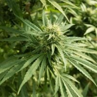 White-Fire-OG-cannabis-plant-feature