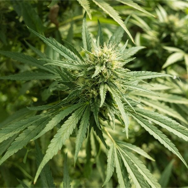 White Fire OG Seeds