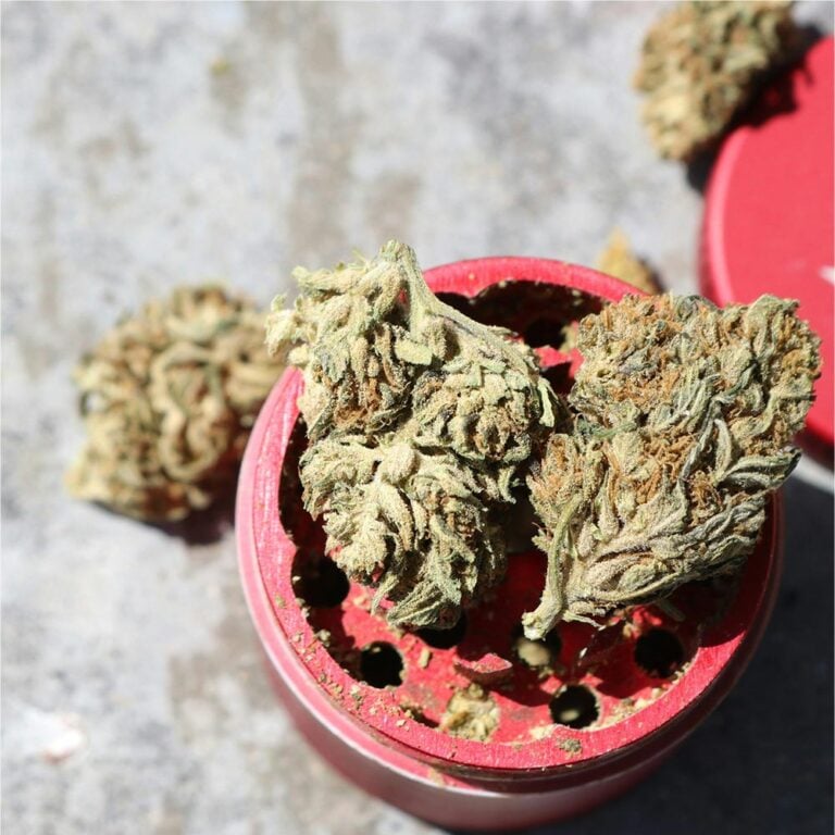 features-for-Gorilla-Cookies-cannabis-seed