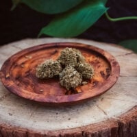 Bruce-Banner-bud-gallery
