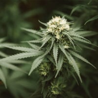 Bruce-Banner-cannabis-plant-feature