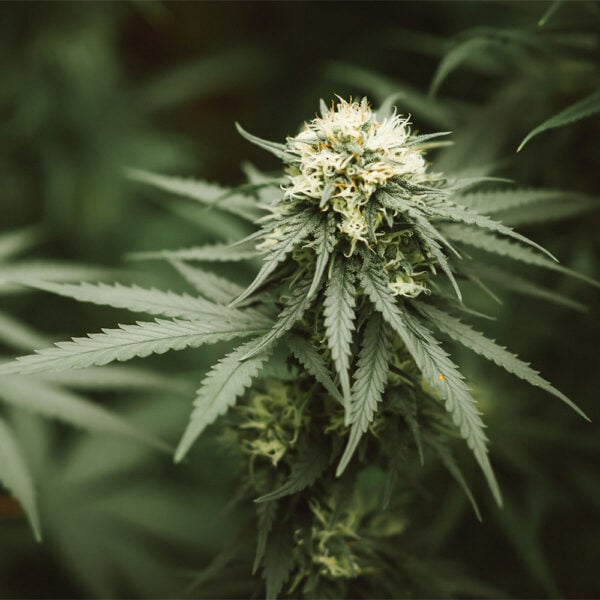 Bruce Banner Seeds