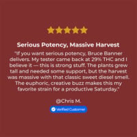Bruce-Banner-review