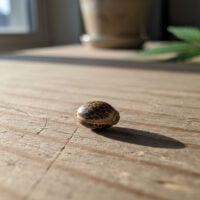 Bruce-Banner-seed-closeup