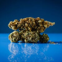 Bubble-Gum-Auto-bud-gallery