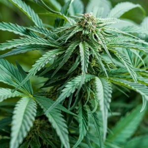 Bubble Gum Auto