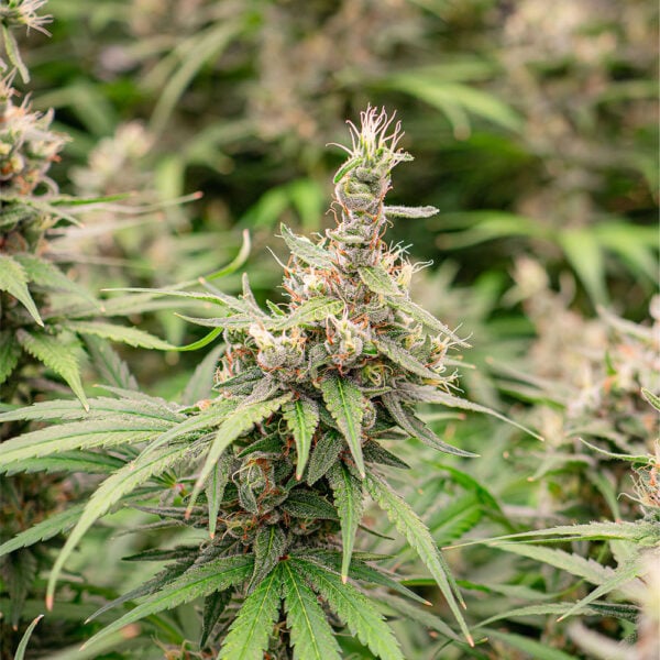 Cannatonic CBD Seeds