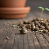 Cannatonic-CBD-seed-closeup
