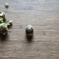 Chile-Verde-seed-closeup