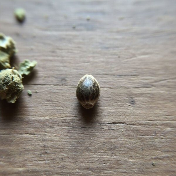 Hover image for Chile Verde Seeds