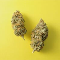Durban-Poison-Auto-bud-gallery