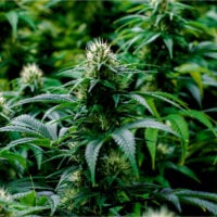Durban-Poison-Auto-cannabis-plant-feature