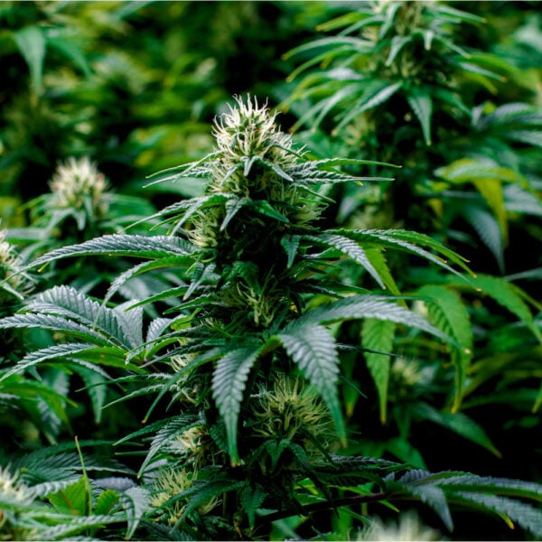 Durban Poison Auto