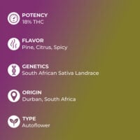 Durban-Poison-Auto-feature