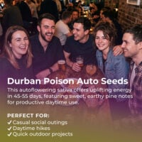 Durban-Poison-Auto-highlight