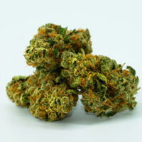 Durban-Poison-bud-gallery