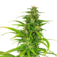 Durban-Poison-cannabis-plant-feature