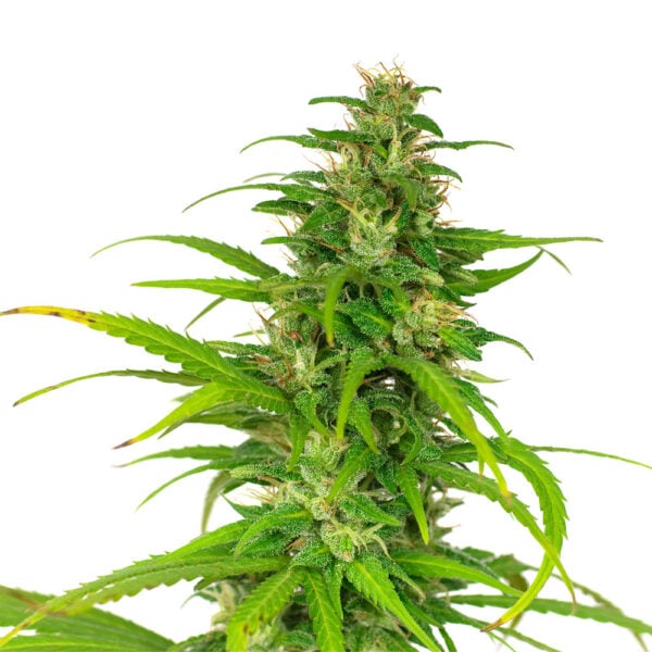 Durban Poison Seeds