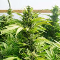 Four-Way-cannabis-plant-feature