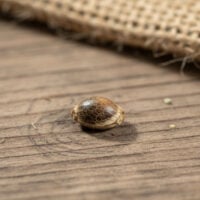 Four-Way-seed-closeup
