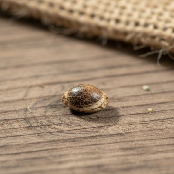 Hover image for Four Way Seeds