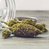 Hawaiian-Snow-bud-gallery