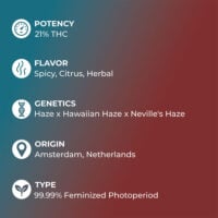 Hawaiian-Snow-feature