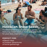Hawaiian-Snow-highlight