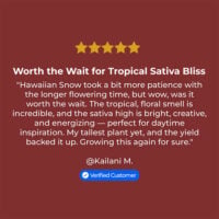 Hawaiian-Snow-review