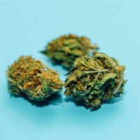 Hindu-Kush-Auto-bud-gallery