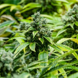 Hindu Kush Auto