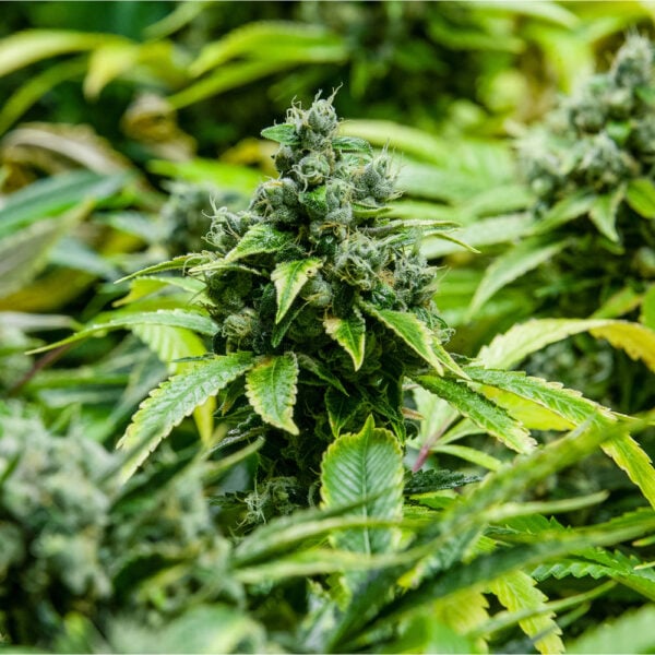 Hindu Kush Auto