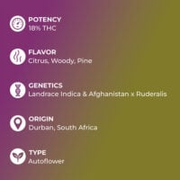 Hindu-Kush-Auto-feature
