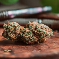 Jack-Herer-bud-gallery